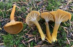 Craterellus