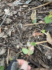 Tremandra stelligera