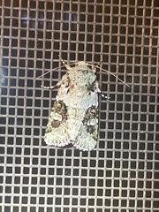 Lacinipolia