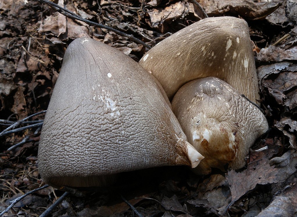 Volvariella volvacea - Wikipedia