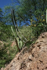 Stenocereus thurberi