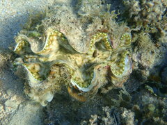 Tridacna squamosa