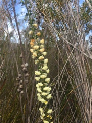 Acacia hastulata