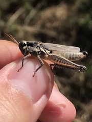 Paroxya atlantica