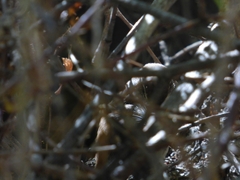 Thryomanes bewickii