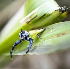Mopsus mormon
