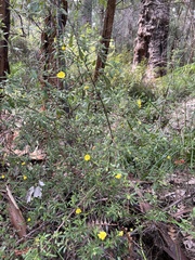 Hibbertia furfuracea