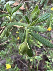 Hibbertia furfuracea