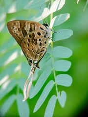Bindahara phocides