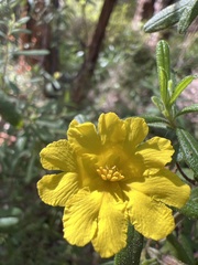Hibbertia furfuracea