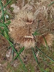 Castanea mollissima
