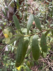 Hibbertia furfuracea