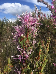 Isopogon axillaris