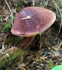 Aureoboletus mirabilis