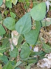 Phaseolus polystachios