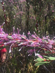 Isopogon axillaris