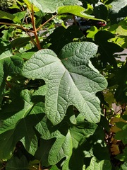 Hydrangea quercifolia