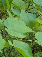 Tilia americana