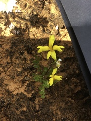 Goodenia pinnatifida