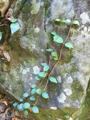 Hydrangea barbara