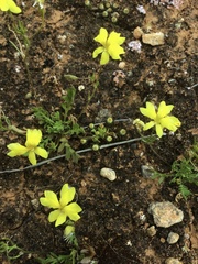 Goodenia pinnatifida