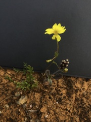 Goodenia pinnatifida