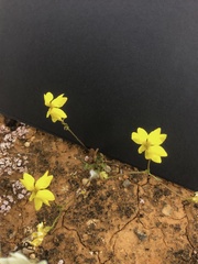 Goodenia pinnatifida