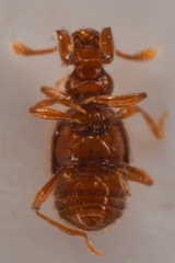 Pselaptrichus