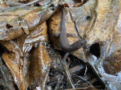Sphaerodactylus alphus