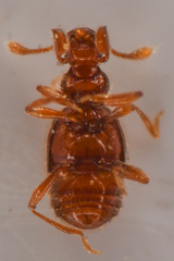 Pselaptrichus