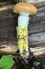 Gomphidius oregonensis