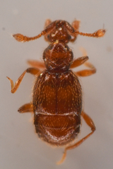 Pselaptrichus