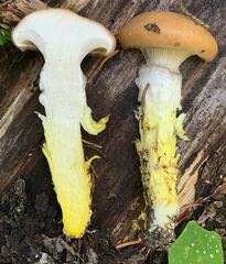 Gomphidius oregonensis