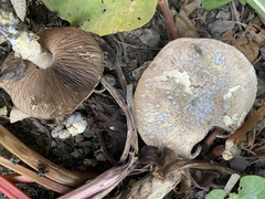 Penicillium