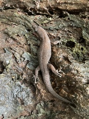 Sphaerodactylus alphus
