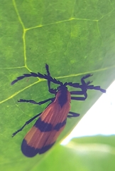 Calopteron