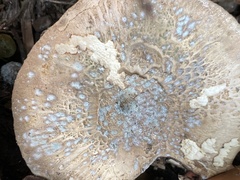 Penicillium