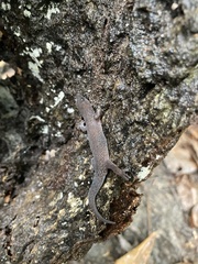 Sphaerodactylus alphus