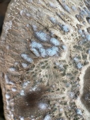 Penicillium