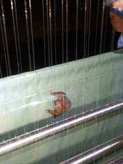 Syconycteris australis