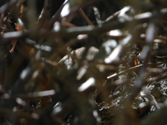 Thryomanes bewickii