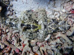 Cymbacephalus beauforti