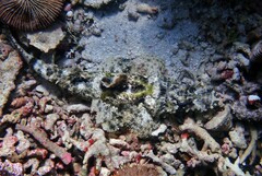 Cymbacephalus beauforti