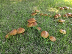 Boletus reticulatus