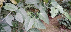 Cissus