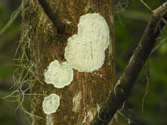 Cryptothecia striata