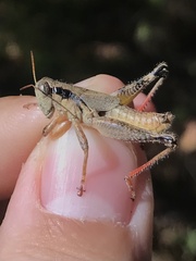 Melanoplus ouachita