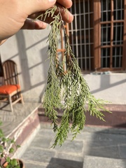 Cupressus torulosa