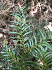 Prumnopitys ferruginea
