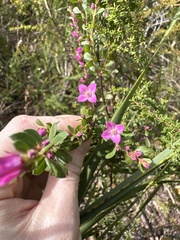 Boronia crenulata
